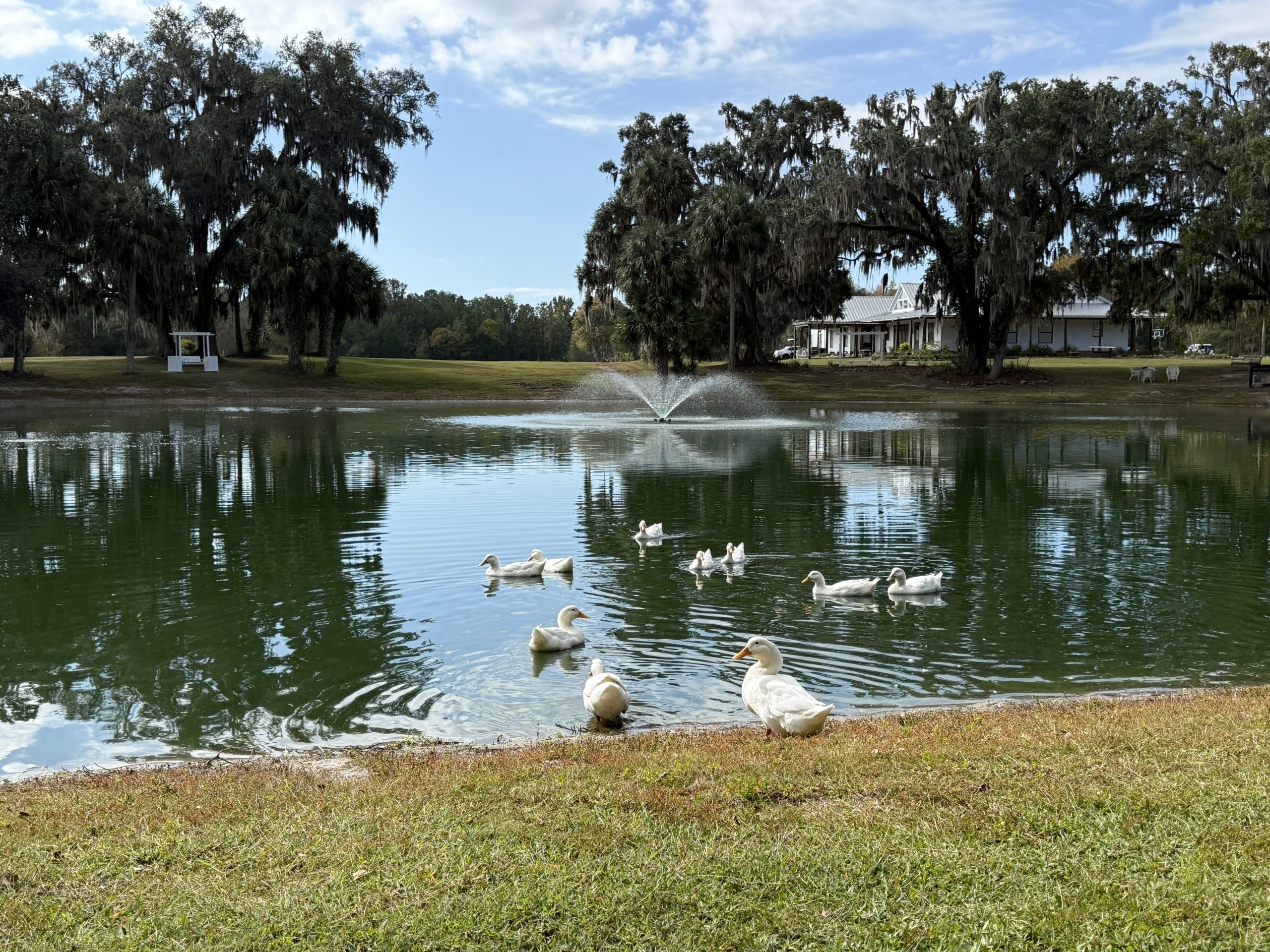 White ducks on the ranch pond with fountain and estate house in the background